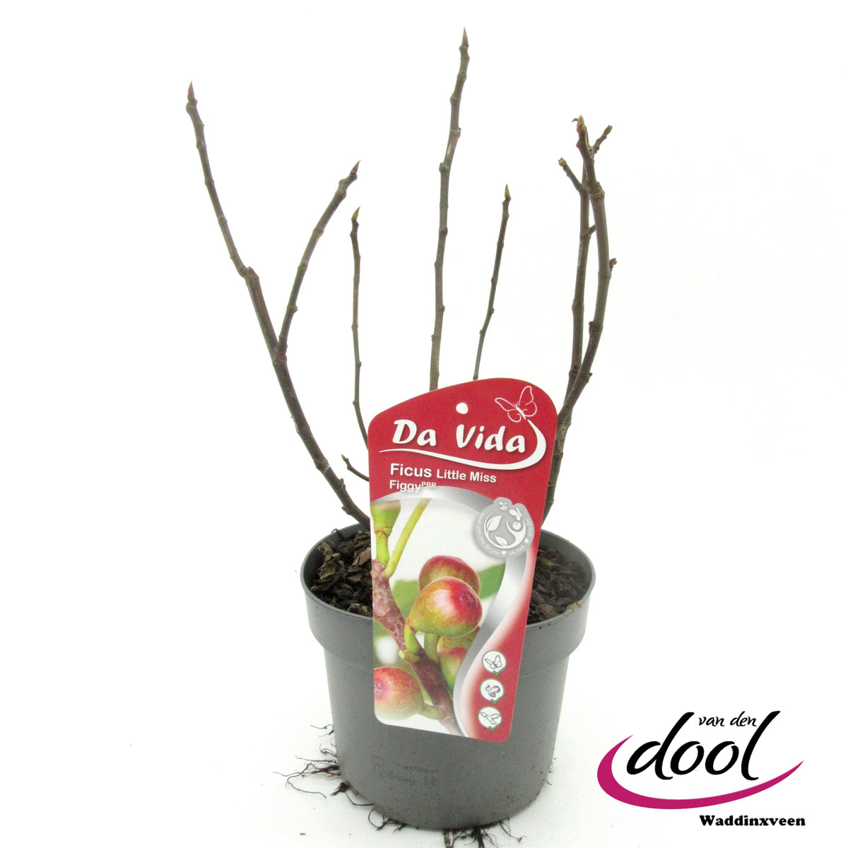 Ficus carica ("Fig")  Little Miss Figgy 35cm 19cm Pot