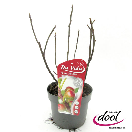 Ficus carica ("Fig")  Little Miss Figgy 35cm 19cm Pot