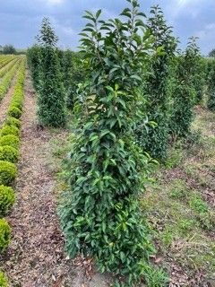 Legtenberg BV, Boomkw. Prunus lusitanica Angustifolia Pack of 1