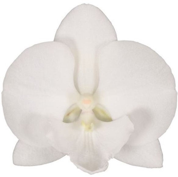 Phalaenopsis white 45cm 12cm Pot