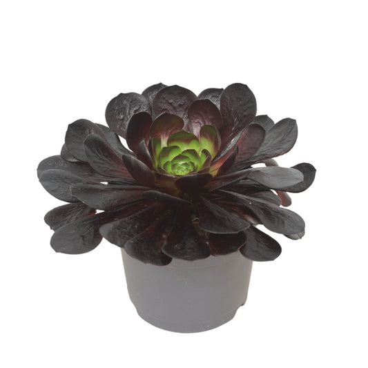 Semponium Destiny 20cm 17cm Pot