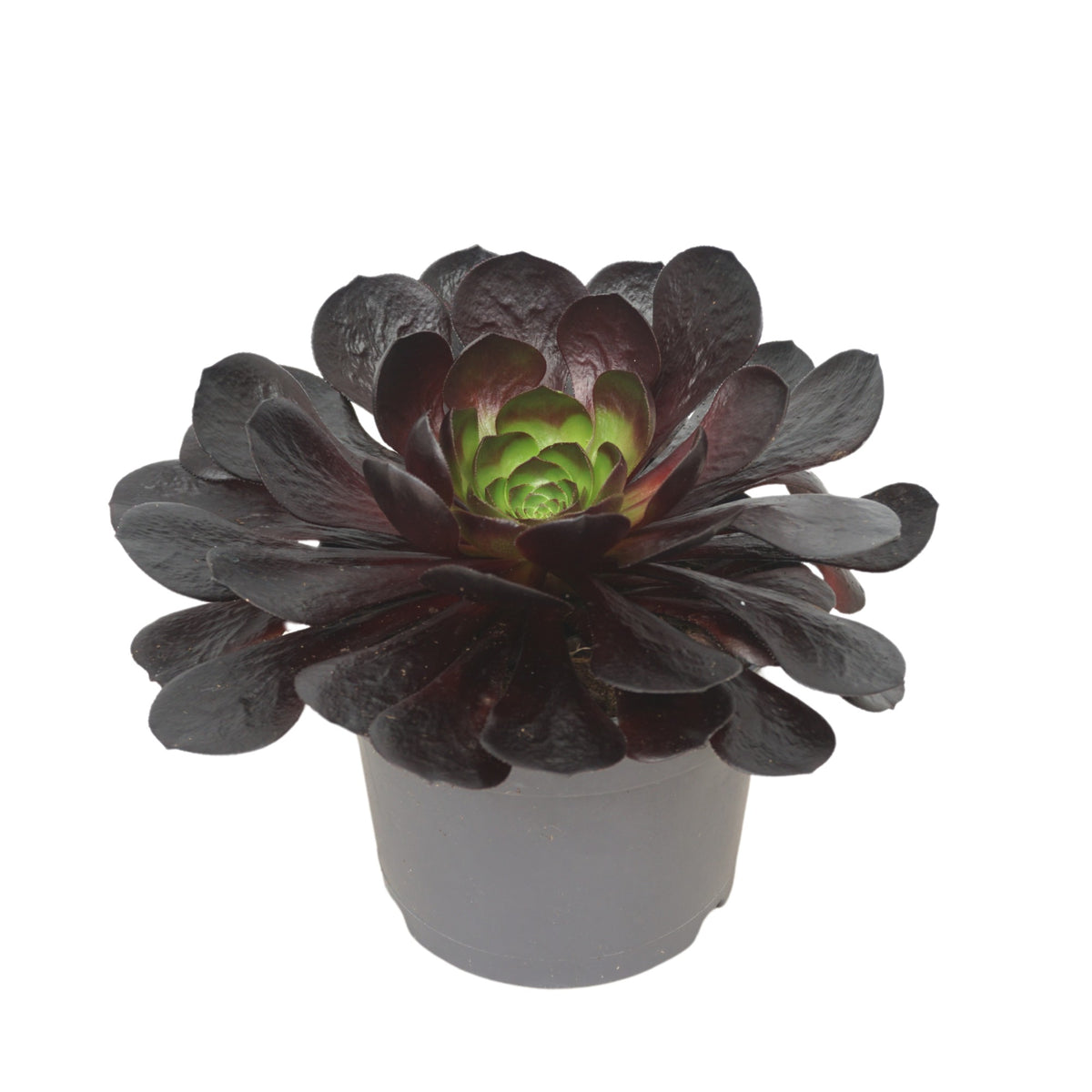 Semponium Destiny 20cm 17cm Pot