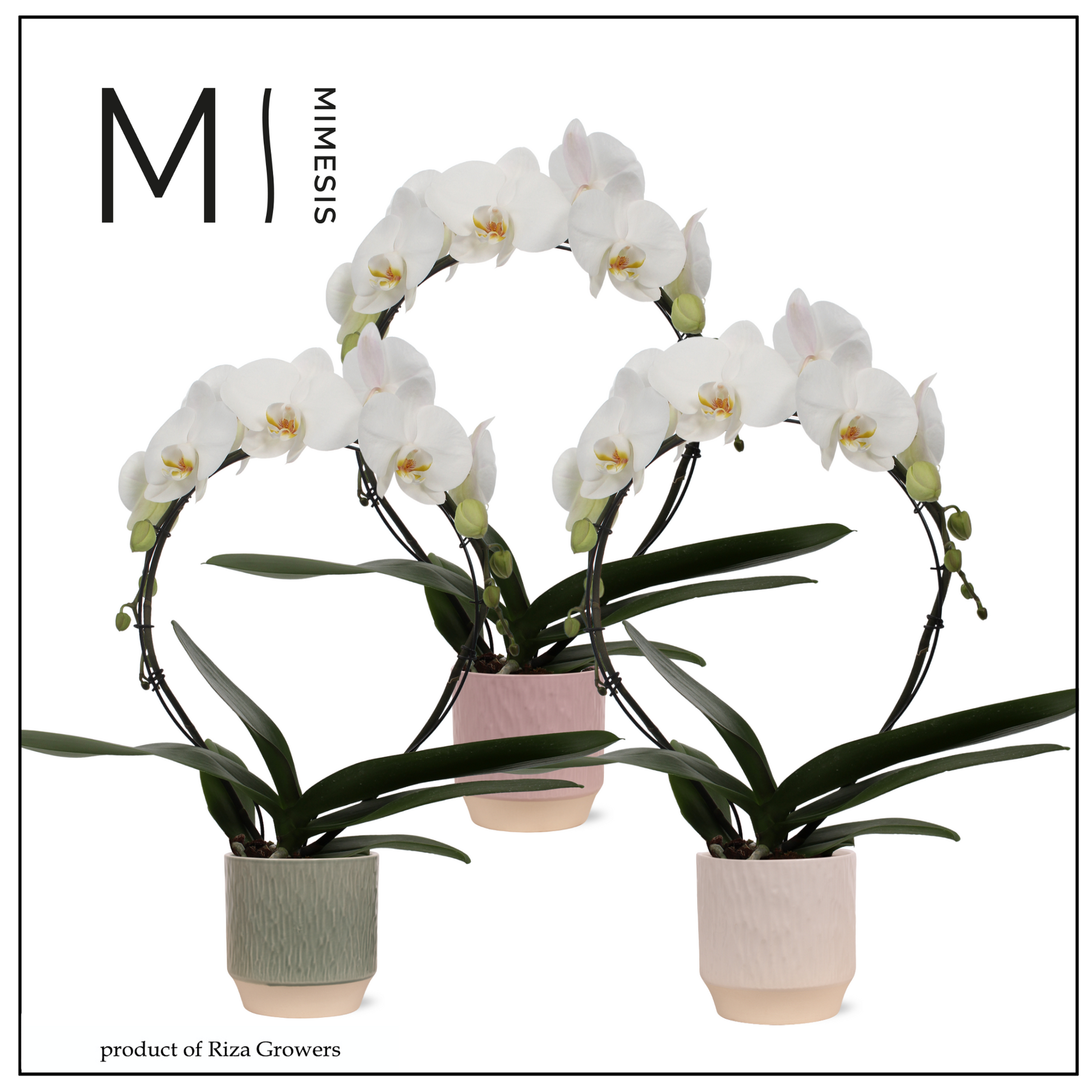 Riza Ter Laak Orchios Phalaenopsis white boog (+ drp.ceramic) Pack of 4