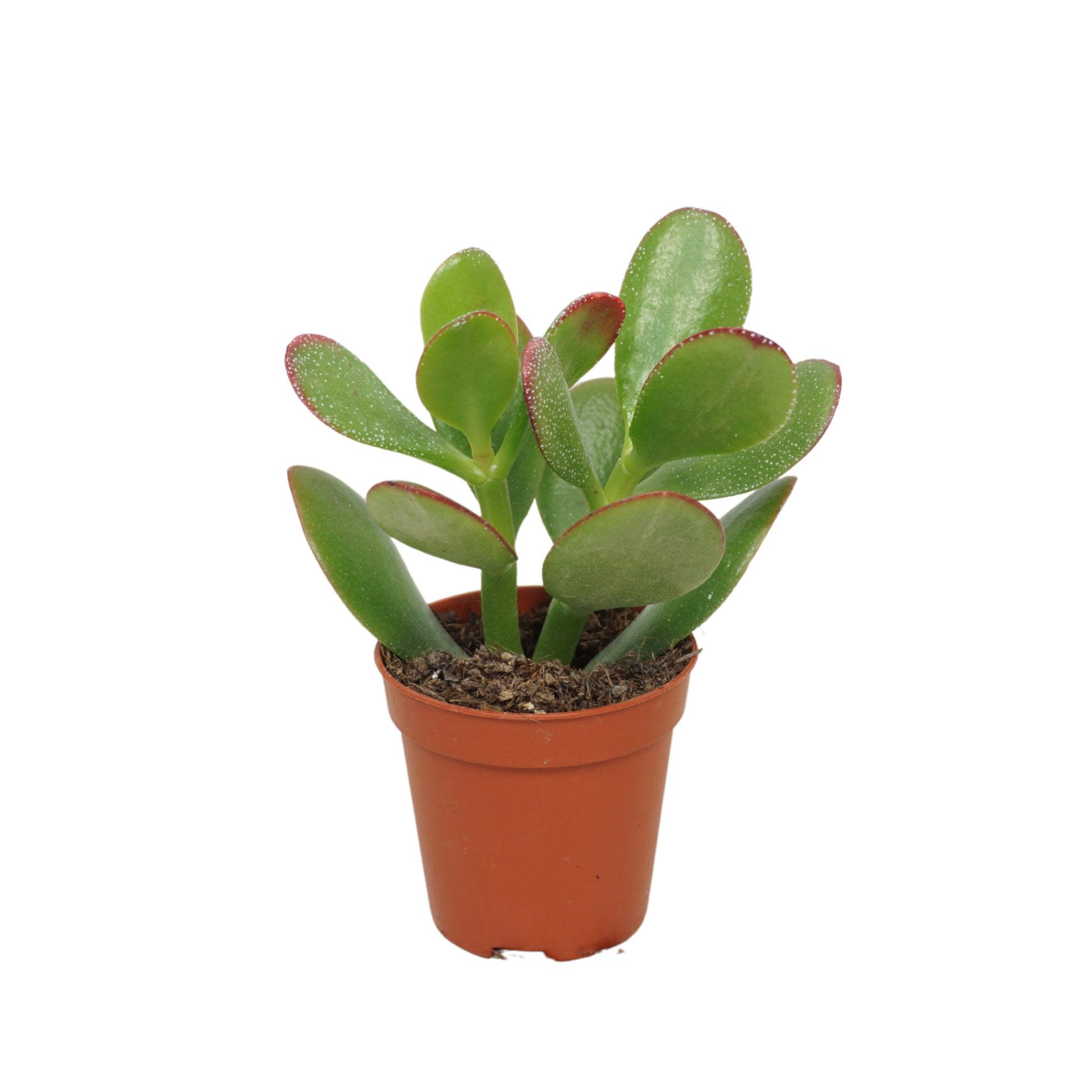 Crassula Sunset 8cm 505cm Pot