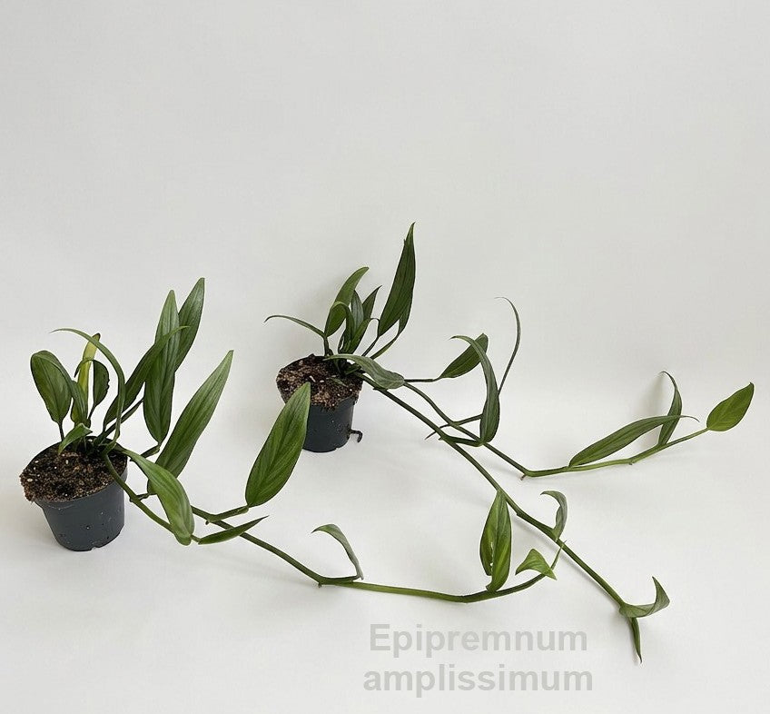 Epipremnum 30cm 12cm Pot