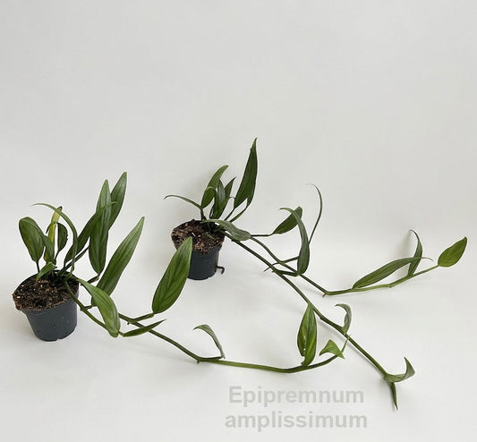 Epipremnum 30cm 12cm Pot