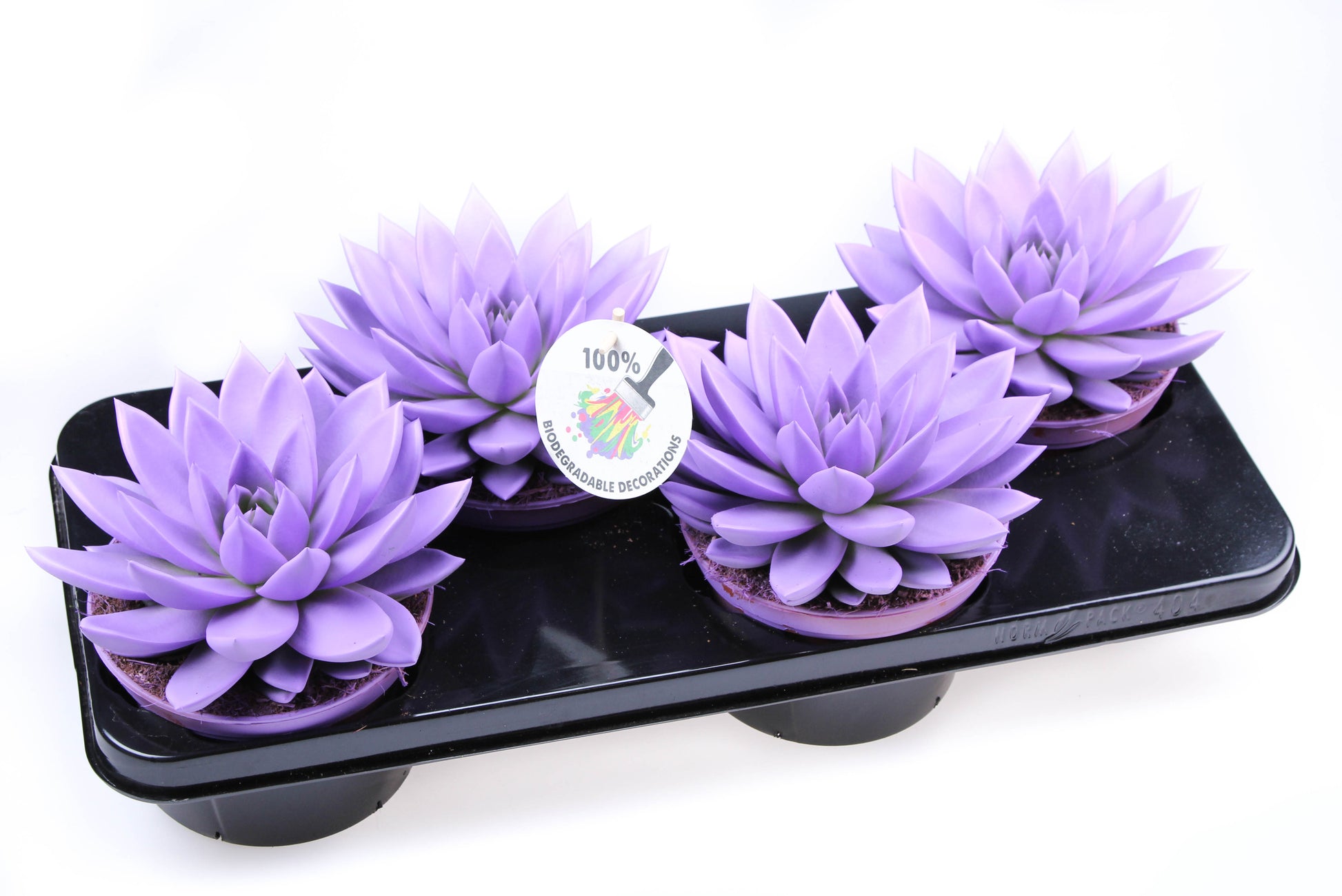 Rainbow purple 512 20cm 15cm Pot
