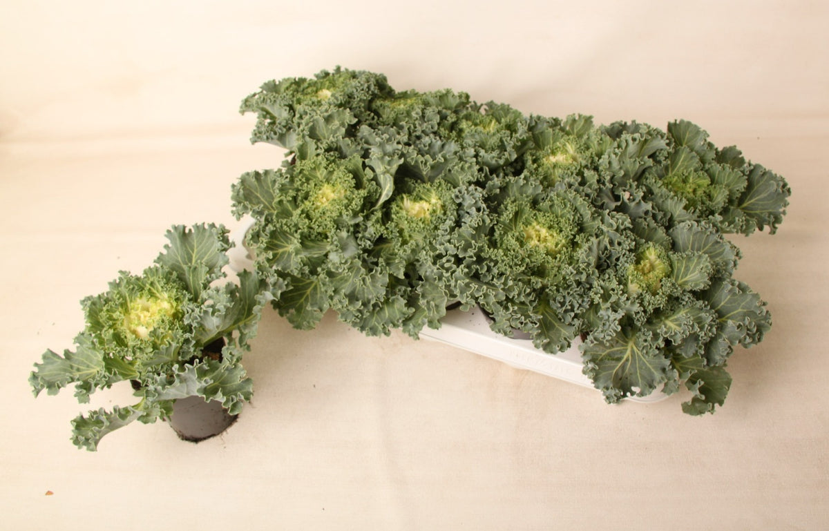 Brassica ole. curly mix 15cm 10.5cm Pot