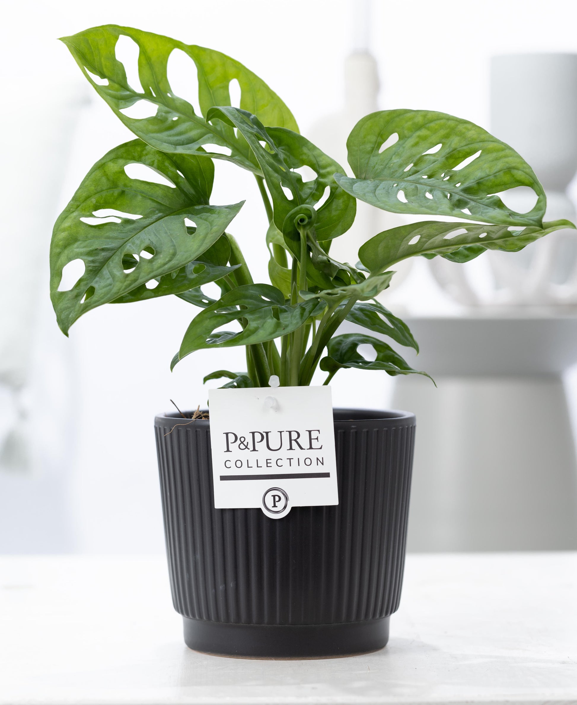 Monstera adansonii 20cm 12cm Pot