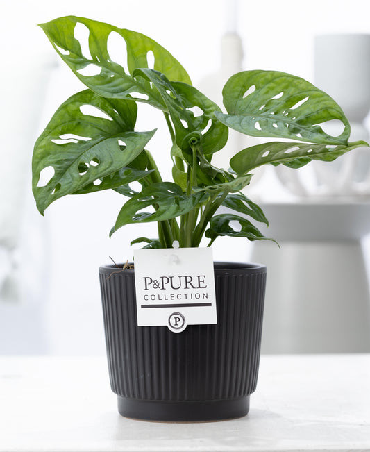 Monstera adansonii 20cm 12cm Pot