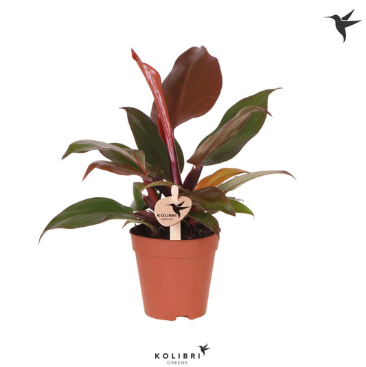 OK Plant Philodendron Sun red Pack of 6