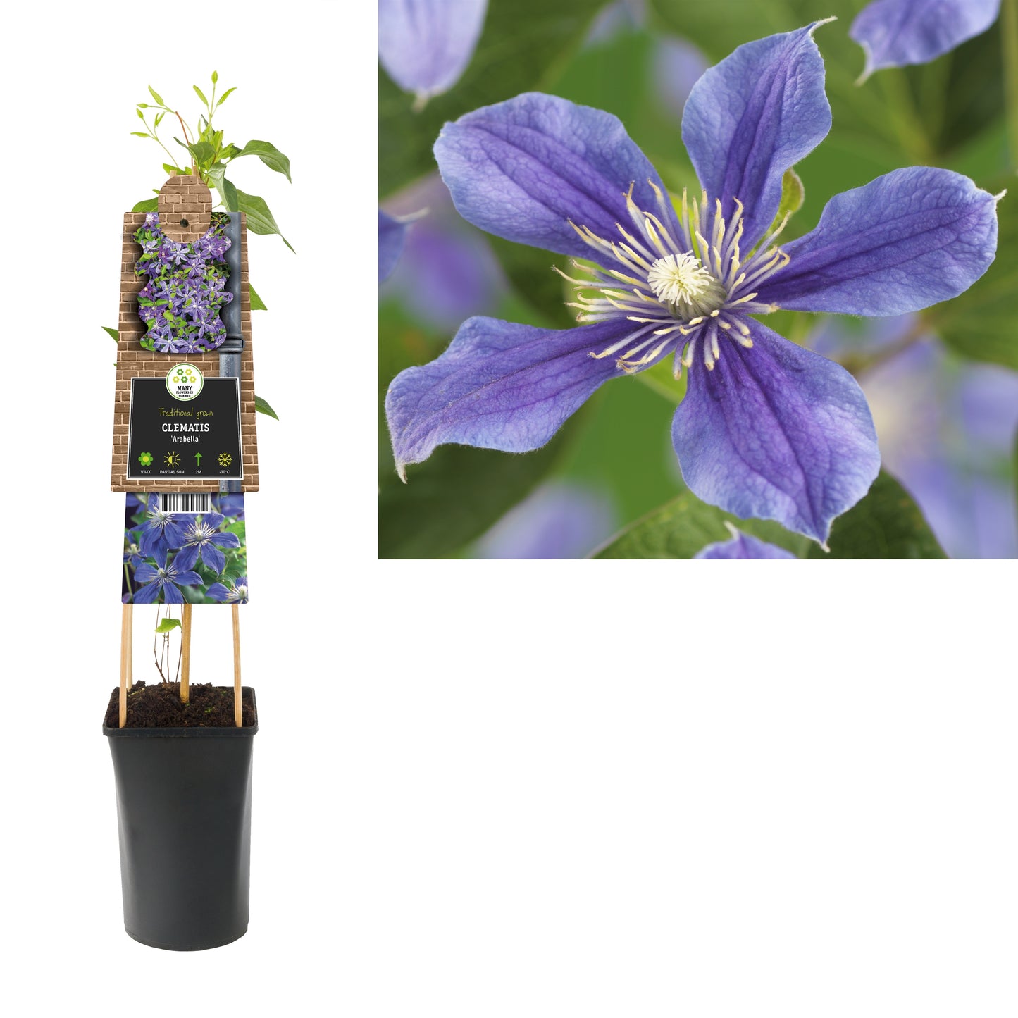 Clematis Arabella 75cm 17cm Pot