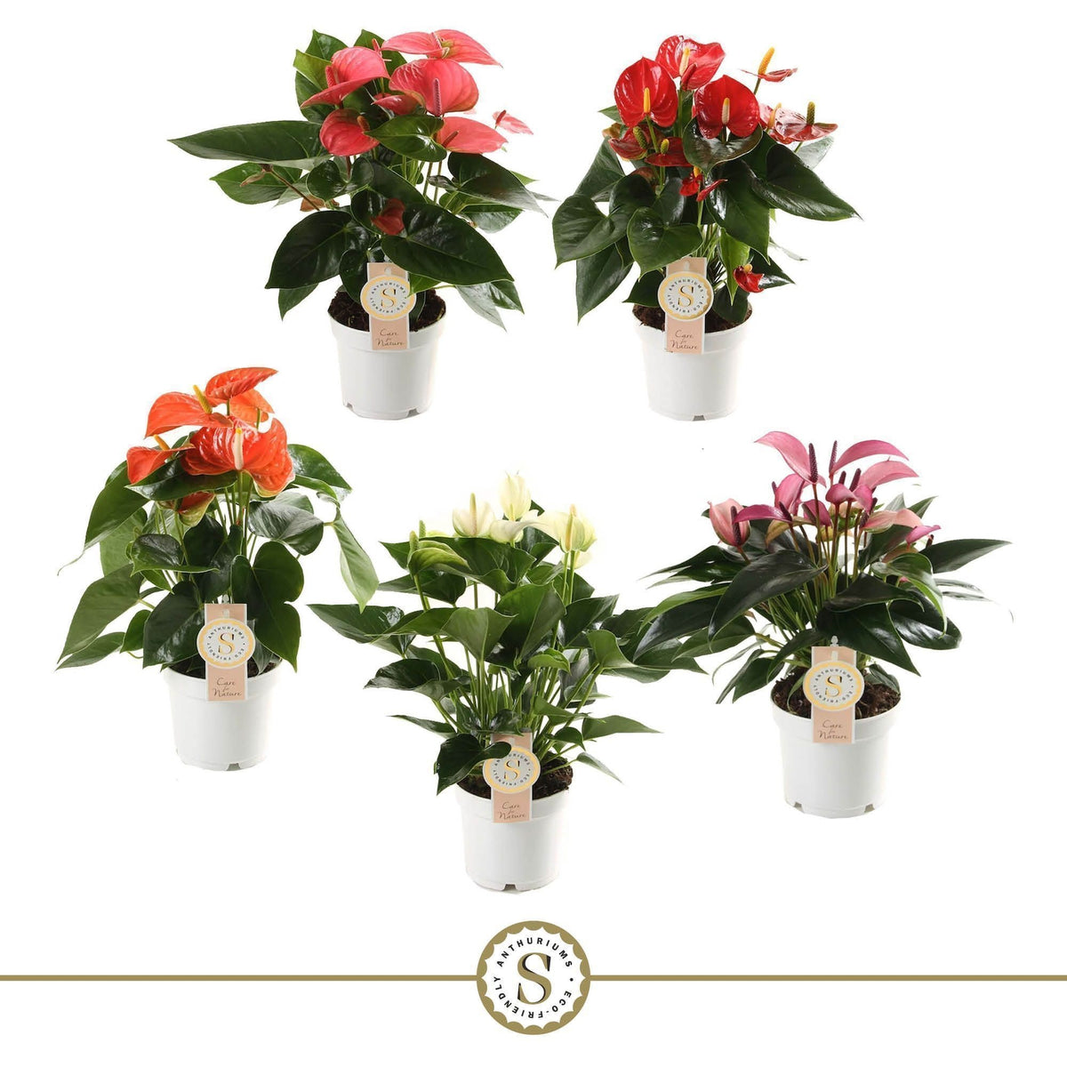 Anthurium mix 40cm 12cm Pot