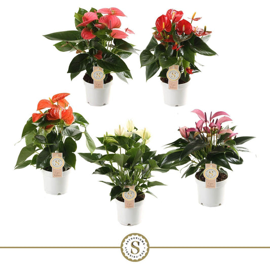 Anthurium mix 40cm 12cm Pot