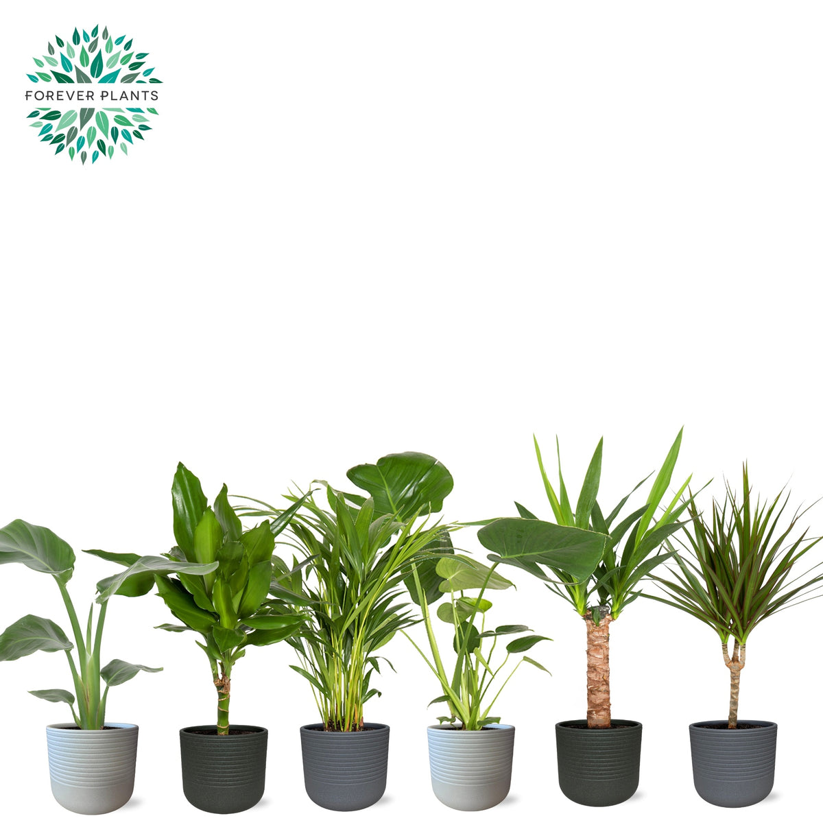 Foliage houseplants mix 50cm 14cm Pot