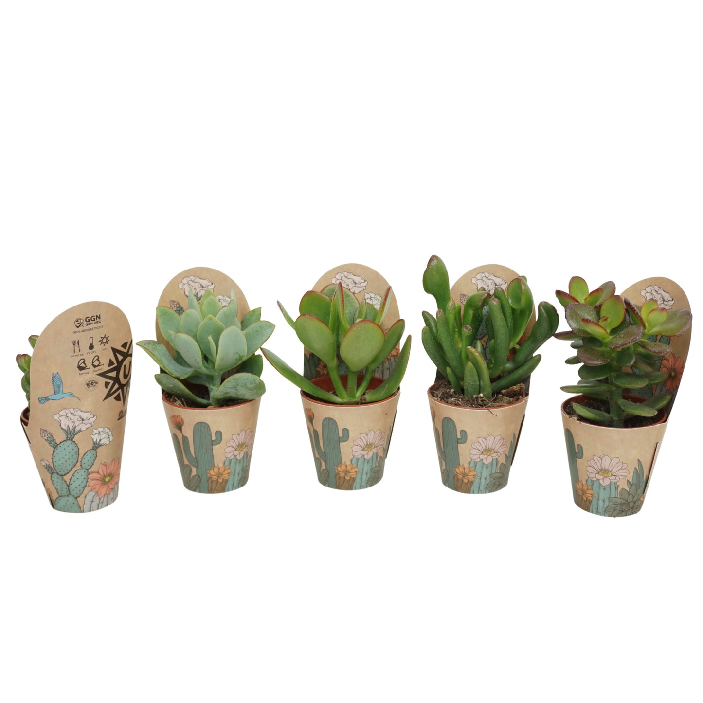 Crassula mix 8cm 5.5cm Pot
