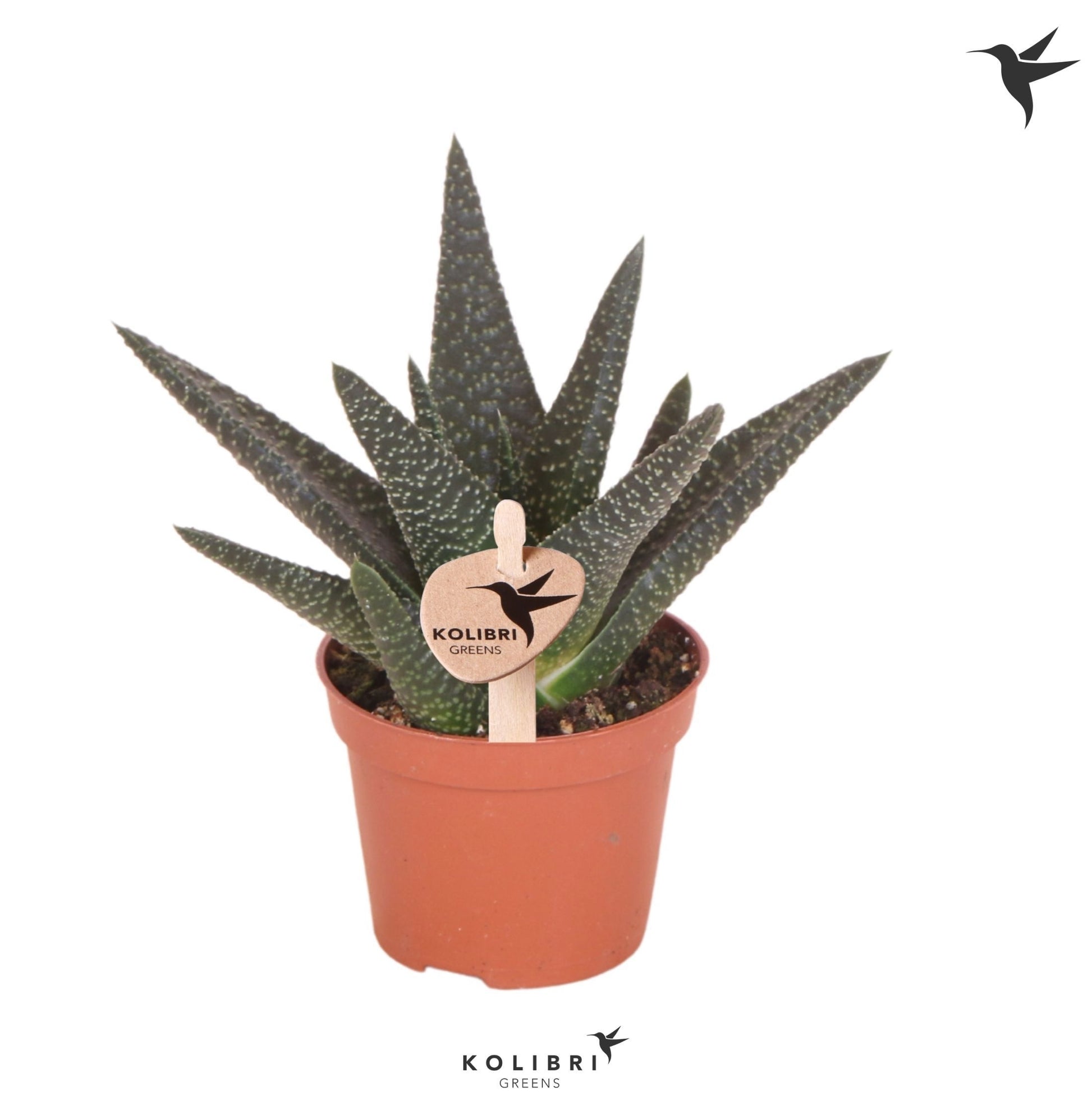 Gasterhaworthia Royal Highness 11cm 6cm Pot