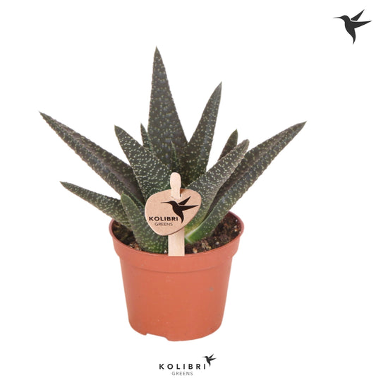Gasterhaworthia Royal Highness 11cm 6cm Pot