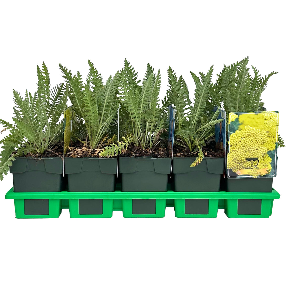 Achillea Coronation Gold 25cm 11cm Pot