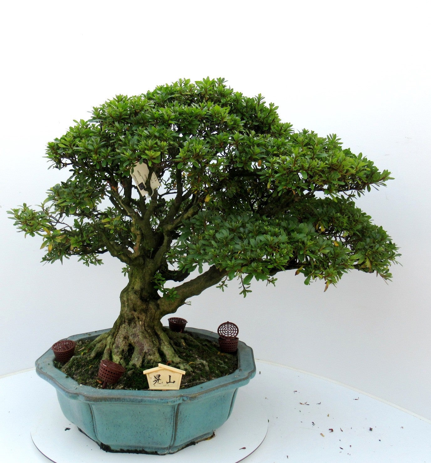 Bonsai Metasequoia Forest 70cm 45cm Pot