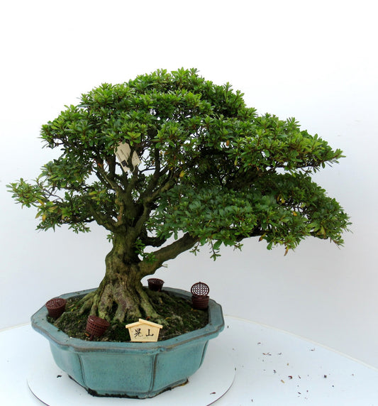 Bonsai Metasequoia Forest 70cm 45cm Pot