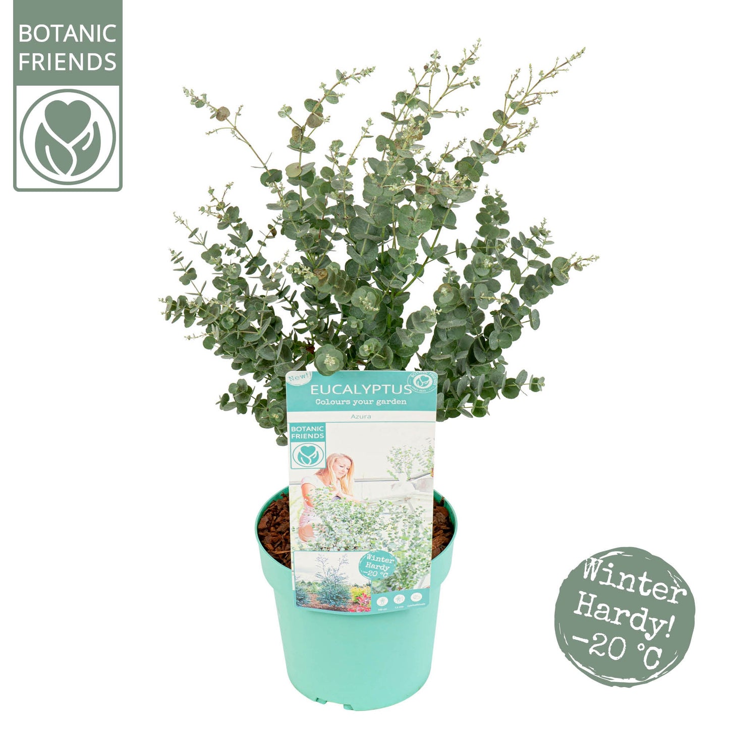 Eucalyptus gunnii Azura 65cm 19cm Pot