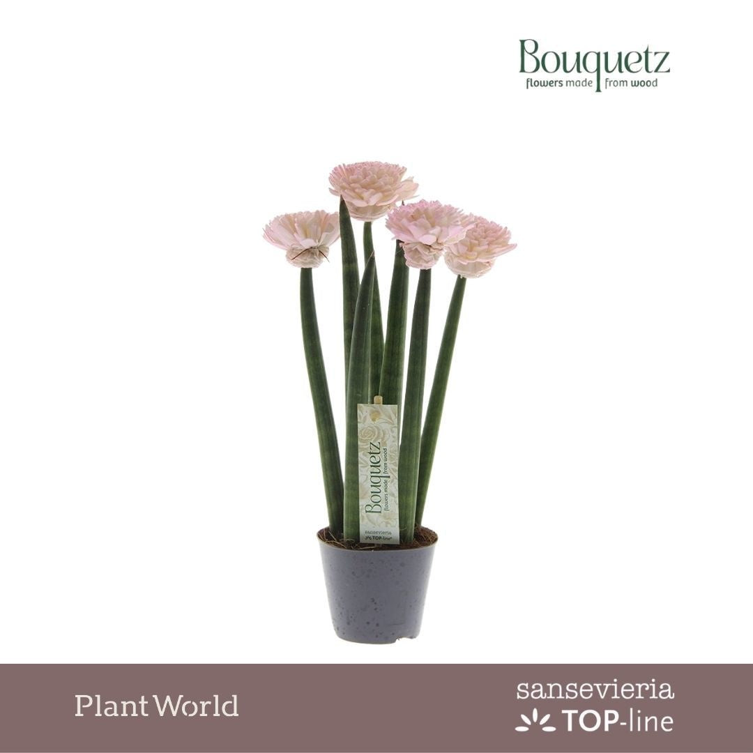 Sansevieria cylindrica 35cm 8.5cm Pot