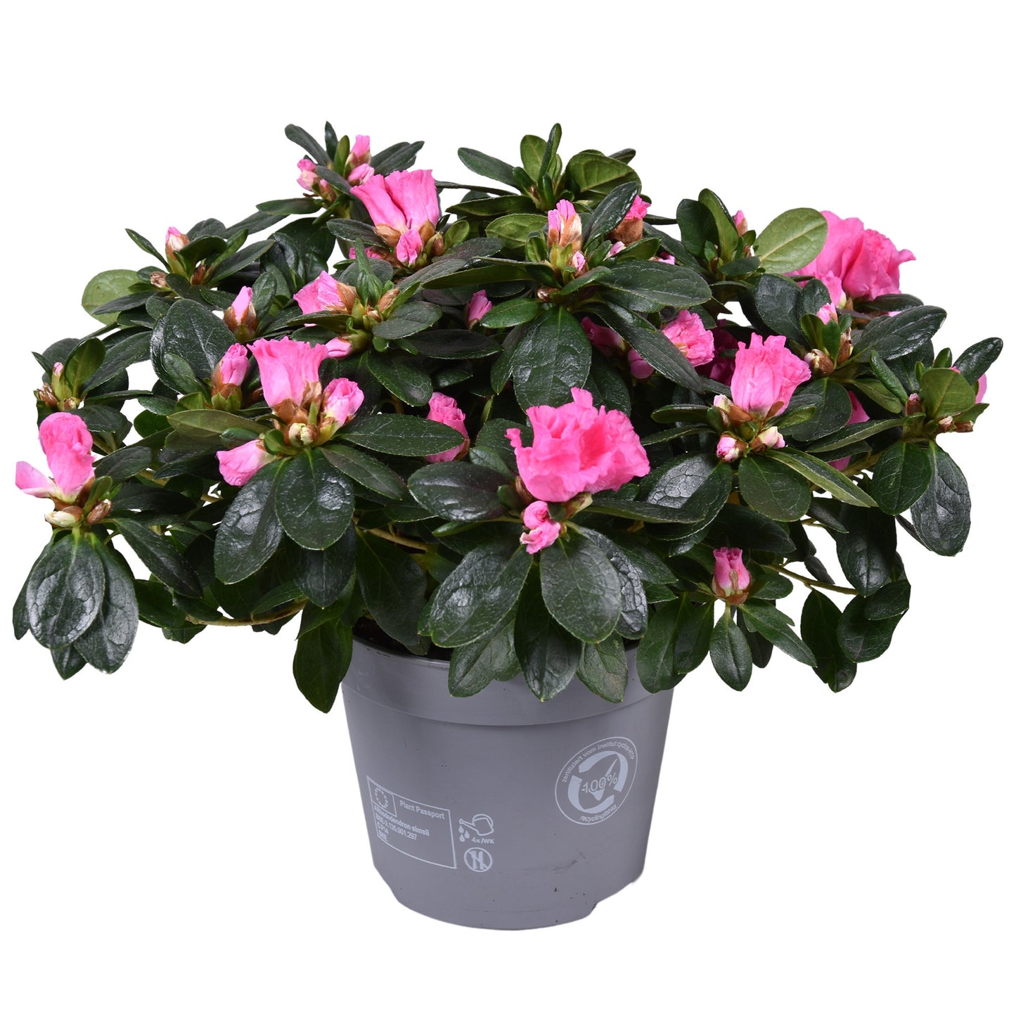 Rhododendron Vogel Pink 30cm 14cm Pot