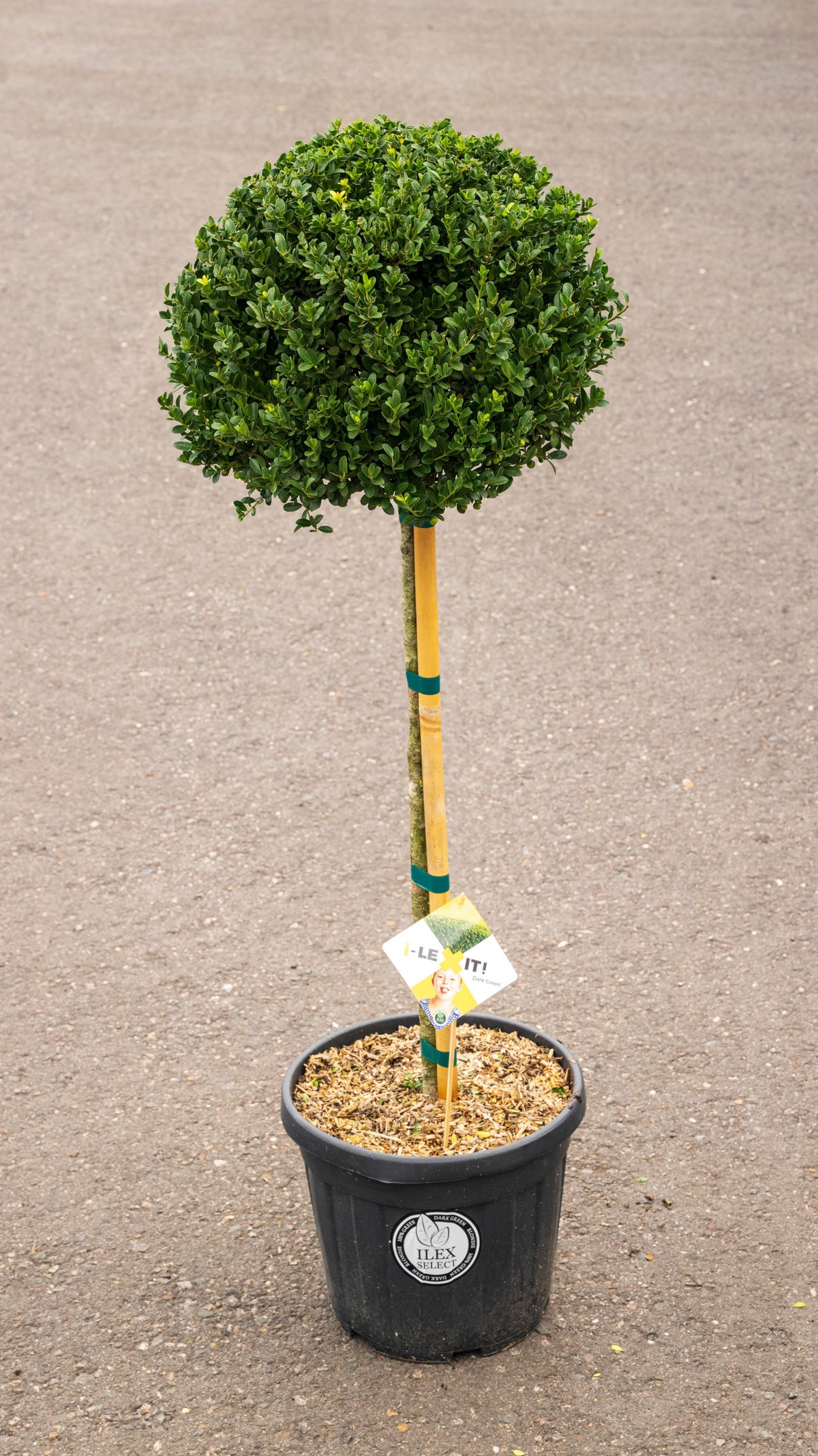 Ilex crenata Dark Green 170cm 36cm Pot