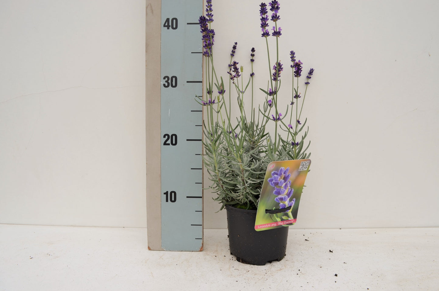 Lavandula angustifolia 609cm 13cm Pot