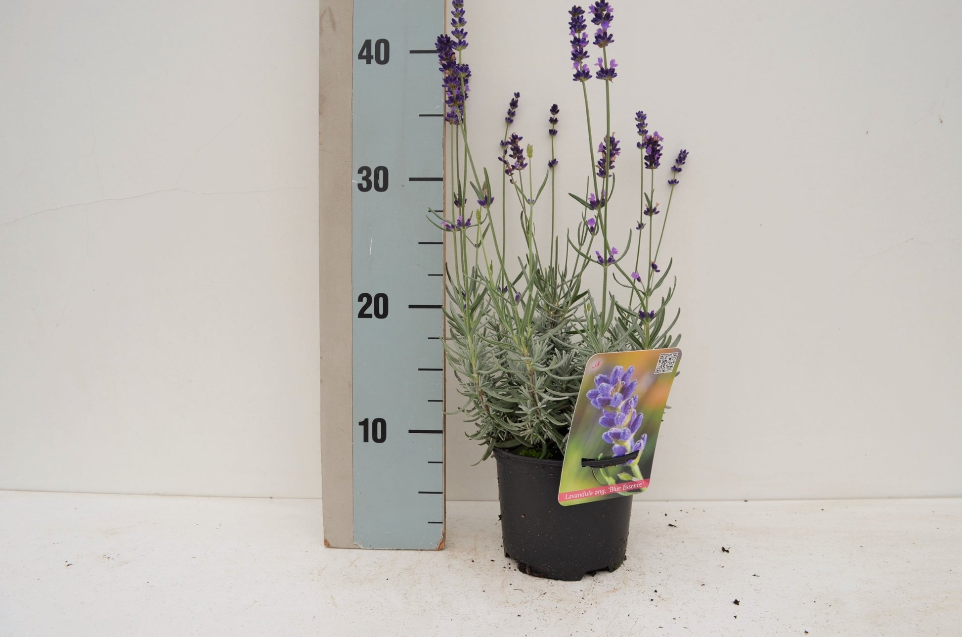 Lavandula angustifolia 609cm 13cm Pot