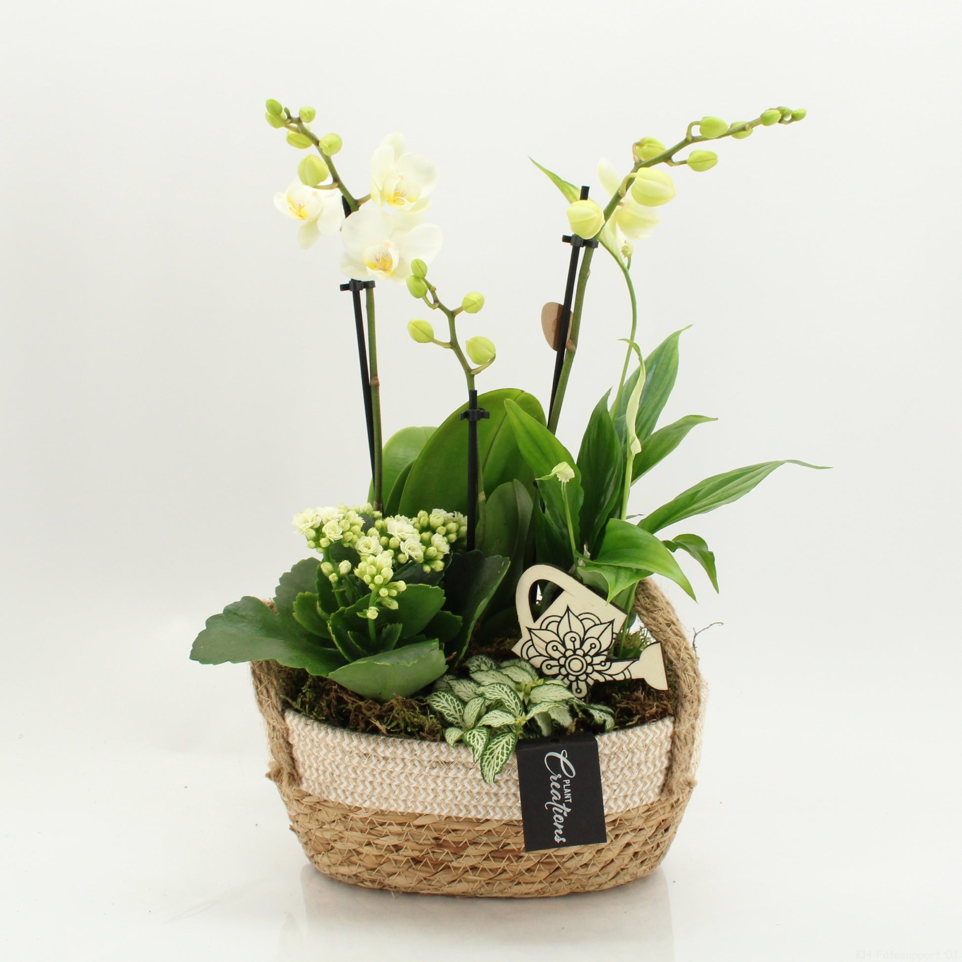 Phalaenopsis arrangement 45cm 24cm Pot