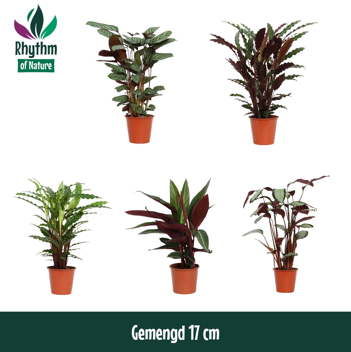 Calathea mix 65cm 17cm Pot