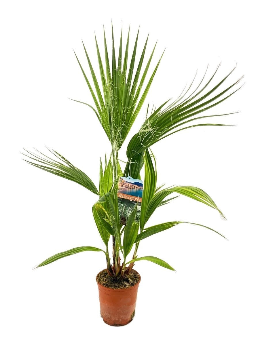 Washingtonia robusta 90cm 14cm Pot