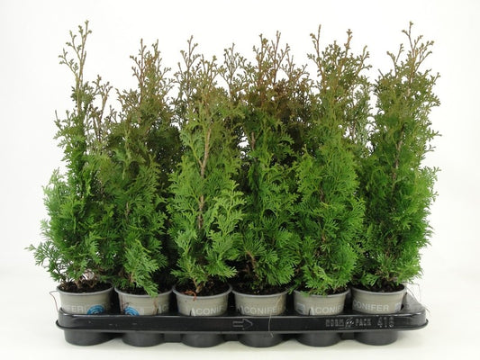 Thuja occidentalis Degroot's Spire 30cm 9cm Pot