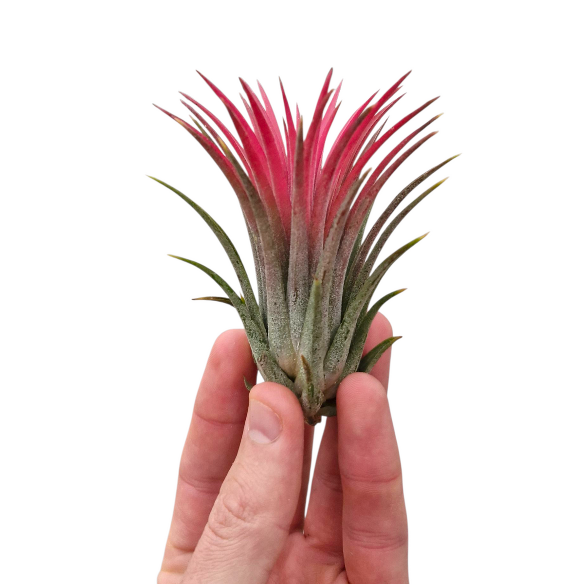 Tillandsia ionantha 6cm 6cm Pot