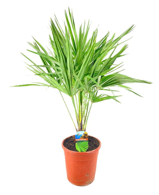 Chamaerops humilis 100cm 21cm Pot