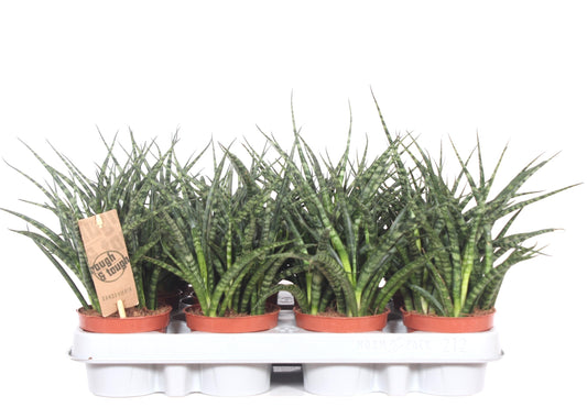 Sansevieria Fernwood 25cm 9cm Pot