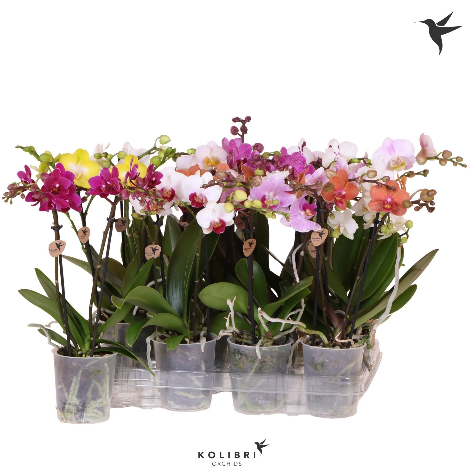 Kolibri Orchids Phalaenopsis Mineral mix 2 spike no potcover 40cm 9cm Pot