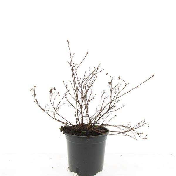 Potentilla frut. Primpink Beauty 25cm 14cm Pot