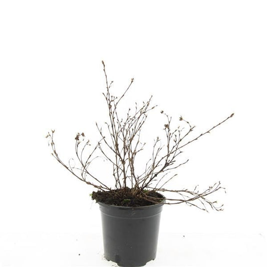 Potentilla frut. Primpink Beauty 25cm 14cm Pot