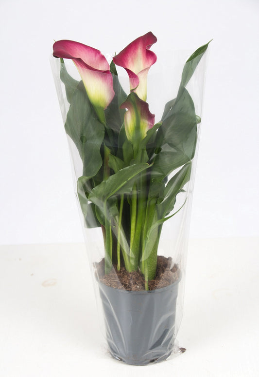 Zantedeschia Garnet Glow 40cm 12cm Pot