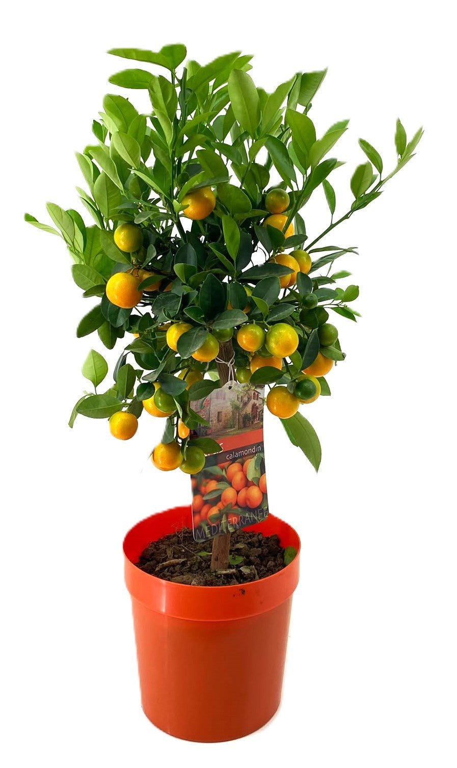 Citrus microcarpa 60cm 19cm Pot