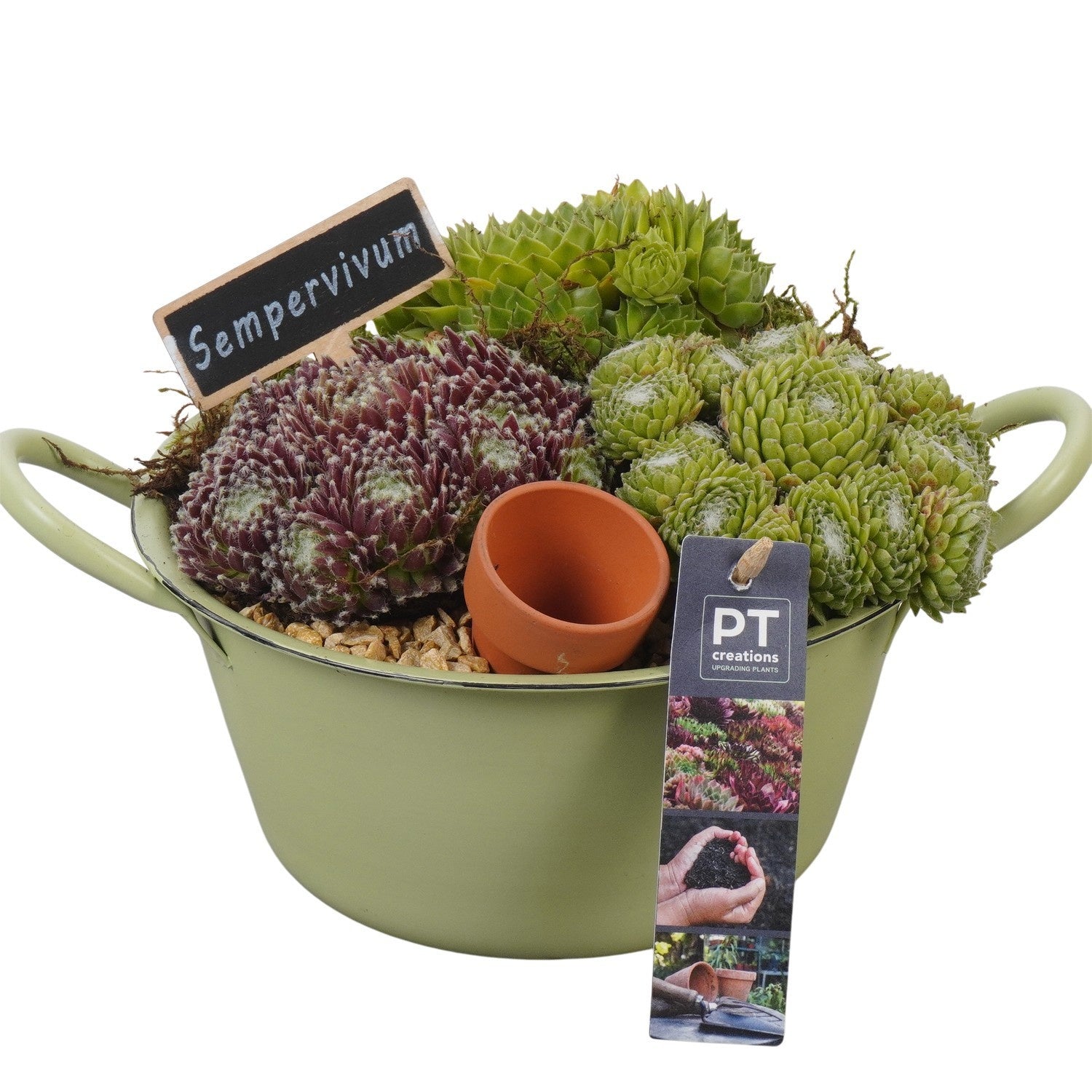 arr. Sempervivum 17cm 19cm Pot