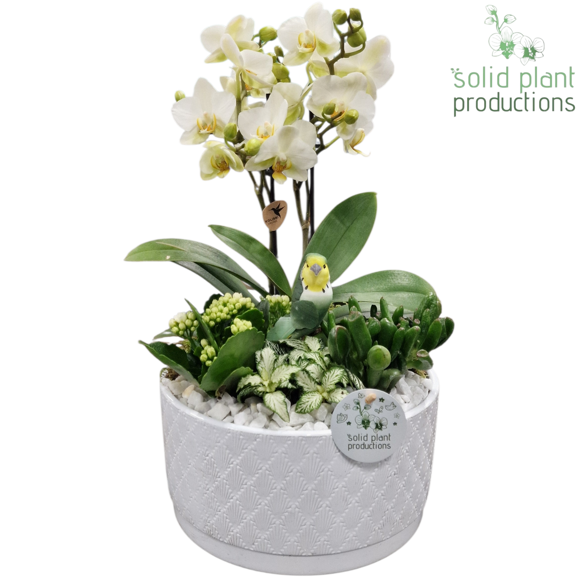 Solid Plant Productions arr. PH004 White Pack of 2