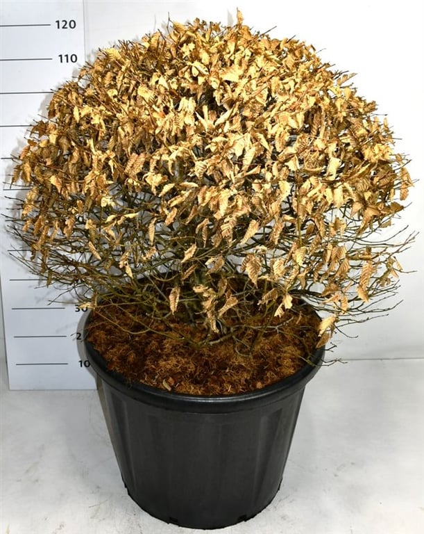 Carpinus betulus 130cm 60cm Pot
