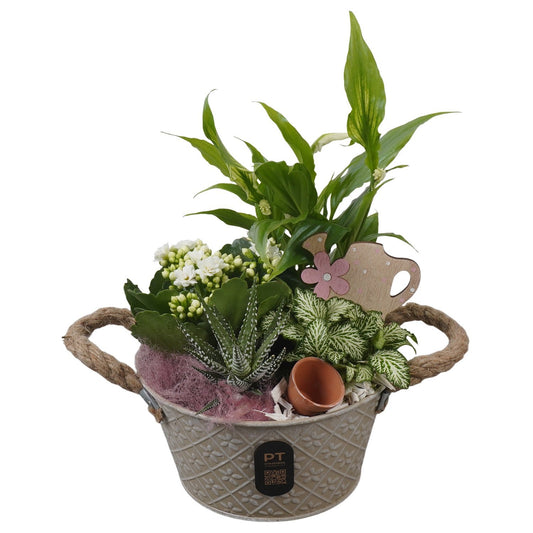 Indoor arrangement 30cm 18cm Pot