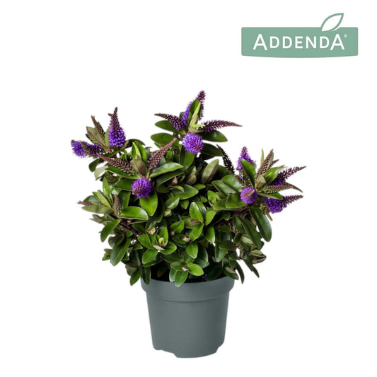 Hebe Hebedonna Anna 40cm 12cm Pot