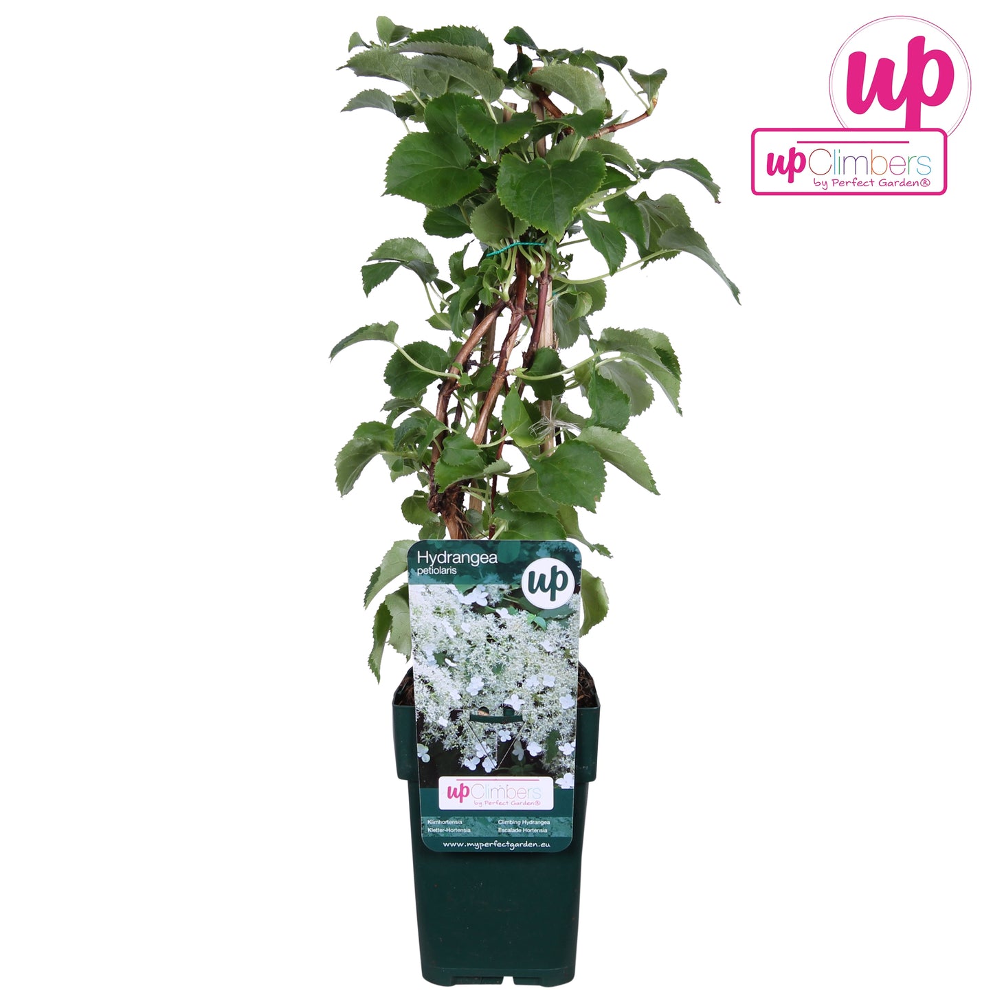 Hydrangea petiolaris 45cm 12cm Pot