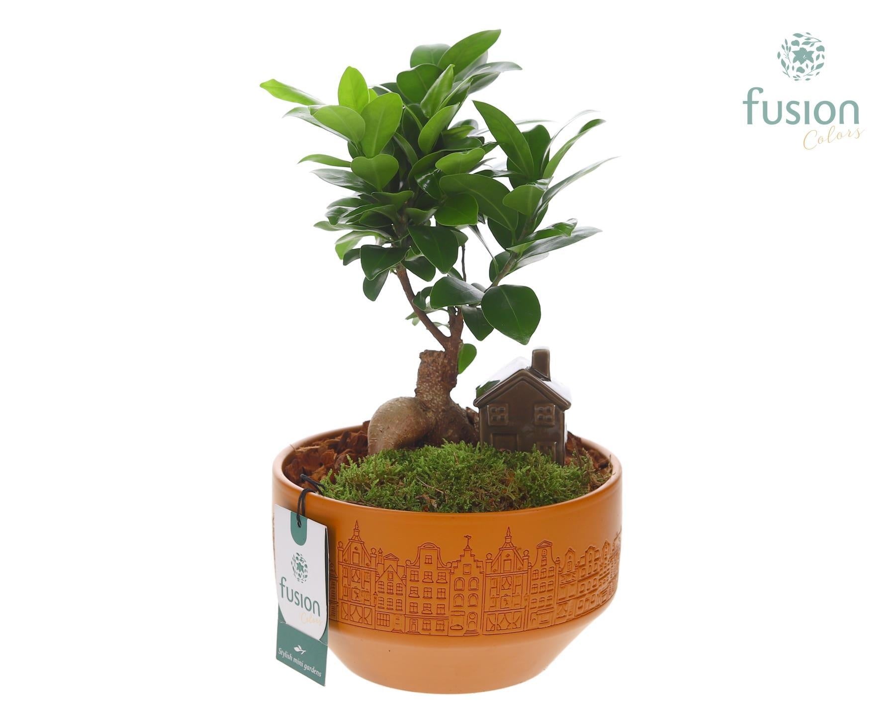 Ficus Ginseng in glass 35cm 18cm Pot